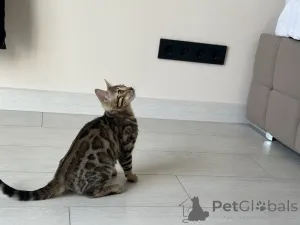 Дополнительные фото: Бенгальская кошка