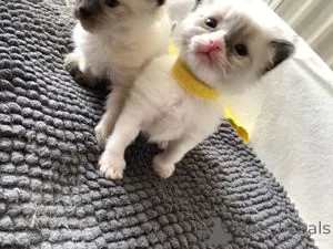 Фото №1. рэгдолл - купить в Берлине за 23192₽. Объявление №157422