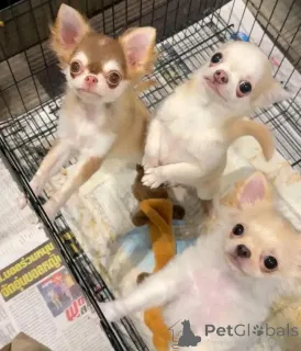 Фото №1. чихуахуа - купить в Хельсинки за 46384₽. Объявление №113475