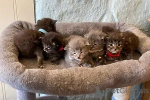 Фото №1. мейн-кун - купить в Зигбург за 32468₽. Объявление №148548