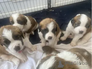 Фото №1. сенбернар - купить в Баден-Бадене за договорная. Объявление №162220