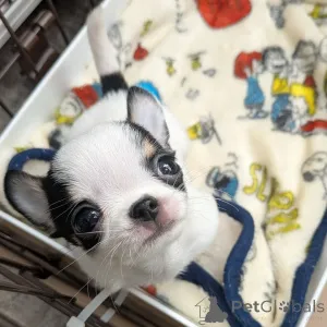 Фото №2 к объявлению №163643 о продаже чихуахуа - купить в Финляндии частное объявление, из приюта