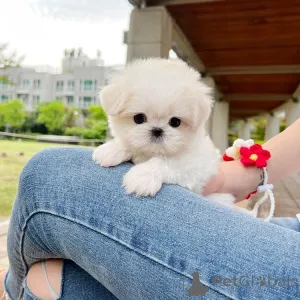 Дополнительные фото: Если у вас есть страсть к мальтийским щенкам и есть время, чтобы заботиться о