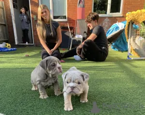 Дополнительные фото: Очаровательный английский бульдог готов пойти навсегда домой