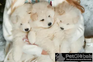 Дополнительные фото: Красивые samoyed pieciopociopociopociosae щенки щенки