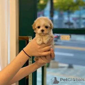 Фото №3. Неверные самцы в самичке MALTIPOO молодые для помощи.  Словения