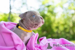 Фото №1. беспородная - купить в Таллине за договорная. Объявление №144517