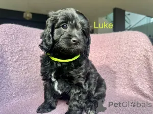 Дополнительные фото: Кавудл первого поколения с ДНК и проверенными родителями.