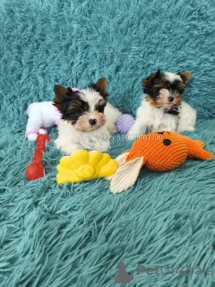 Дополнительные фото: Продаётся мини щенок, девочка бивер йоркширского терьера, маленькая принцесса.