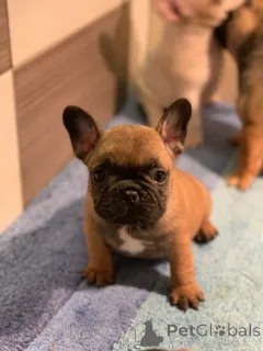 Фото №3. Французский бульдог Од Куче Дон.  Сербия