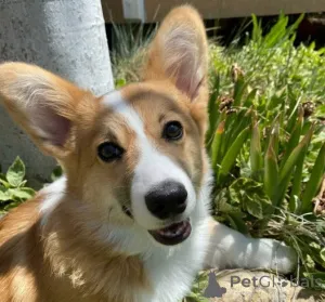 Дополнительные фото: Щенок вельш-корги