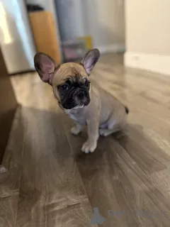 Дополнительные фото: Очаровательные французские щенки бульдога ищут любящие дома!