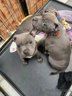 Фото №4. Продажа стаффордширского бультерьера в Париже частное объявление, заводчик - цена 92767₽