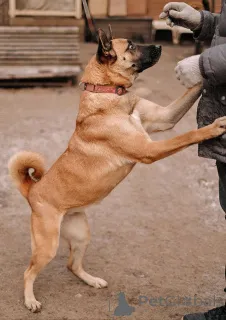 Дополнительные фото: Красивая домашняя собака Плюша ищет дом