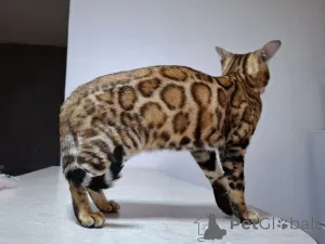 Дополнительные фото: BENGAL KITTEN