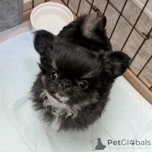 Фото №2 к объявлению №163640 о продаже чихуахуа - купить в Финляндии частное объявление, из приюта