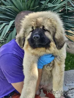 Фото №3. Кавказская немецкая овчарка, щенки.  Сербия