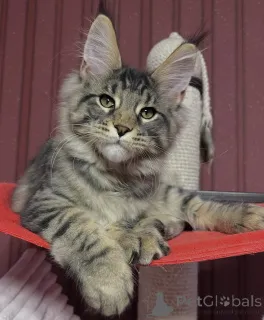 Фото №4. Продам мейн-куна в Эелс заводчик - цена 88129₽