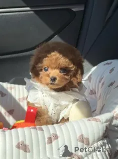 Фото №4. Продажа пуделя (той) в Берлине заводчик - цена договорная