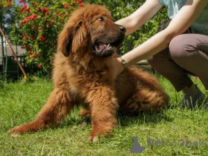 Дополнительные фото: Продажа щенков Тибетского мастифа