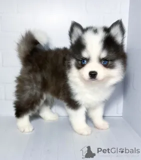 Фото №3. Щенки Помски микро.  Россия