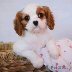 Фото №1. кавалер-кинг-чарльз-спаниель - купить в Мюнхене за 46384₽. Объявление №137959
