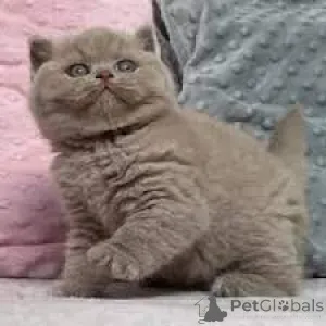 Фото №1. британская короткошёрстная - купить в Bleialf за договорная. Объявление №159405