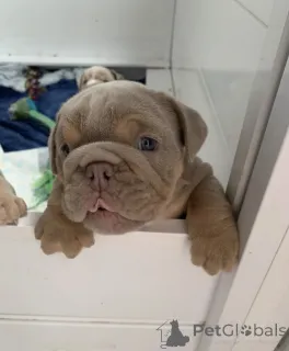 Дополнительные фото: Очаровательный английский бульдог готов пойти навсегда домой