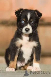 Фото №1. австралийская овчарка - купить в Мюнхене за 32468₽. Объявление №167477