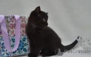 Дополнительные фото: котята мейн-кун