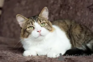 Фото №4. Продам  в Минске частное объявление - цена Бесплатно