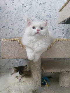 Дополнительные фото: Шотландские котята