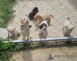Дополнительные фото: Lagotto Romagnolo, щенок доступен