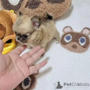 Фото №2 к объявлению №167179 о продаже беспородную - купить в США заводчик