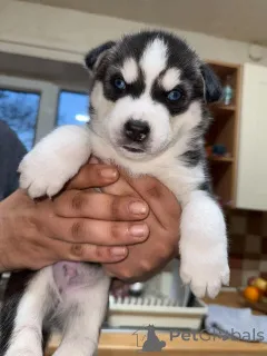 Фото №1. сибирский хаски - купить в Евроки за Бесплатно. Объявление №162571