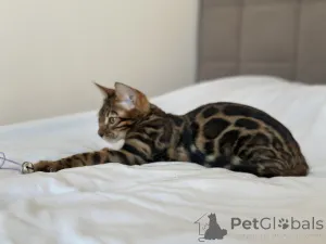 Дополнительные фото: Шикарный Бенгальский кот