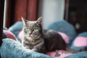 Фото №2 к объявлению №159485 о продаже  - купить в России из приюта