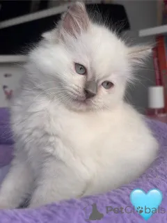 Фото №3. Любящие котят в Ragdoll готовы к своим домам навсегда. Румыния