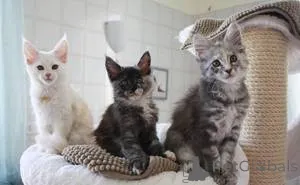 Фото №1. мейн-кун - купить в Антверпен за Бесплатно. Объявление №159503