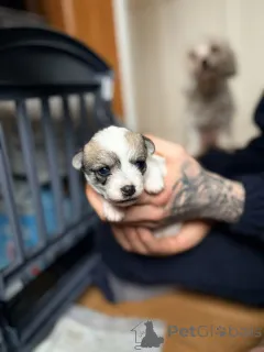 Фото №3. Щенки чихуахуа Мальтипу х чашка..  США