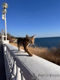 Фото №1. чаузи - купить в Геленджике за 203710₽. Объявление №155313