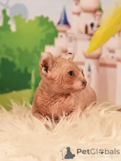 Фото №1. эльф - купить в Хайфа за договорная. Объявление №62365