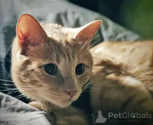 Дополнительные фото: Рыженькое солнышко Санчо, молодой котик ищет дом