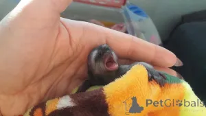 Фото №1.  - купить в Луизиана за 89868₽. Объявление №161304