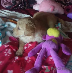 Дополнительные фото: Щенки золотистого ретривера.