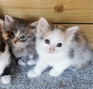 Фото №2 к объявлению №153138 о продаже  - купить в Германии 