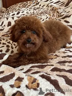 Фото №4. Продажа беспородную в Киеве частное объявление, из питомника, заводчик - цена 92767₽