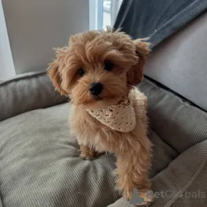 Фото №1. мальтипу - купить в Берлине за 37107₽. Объявление №141698