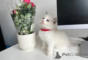 Фото №3. Симпатичные тестированные котят для любящих домов.. Австрия