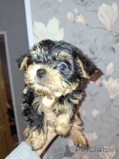 Дополнительные фото: Щенки Йоркширского Терьера